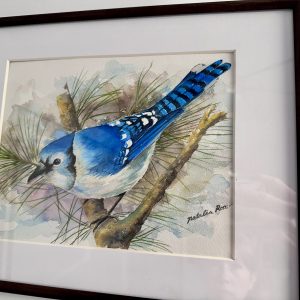 "Blue Jay in White Pine" Watercolour Art