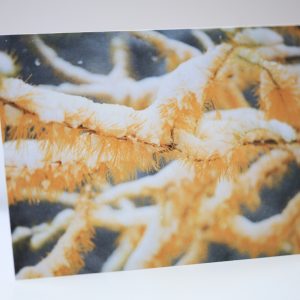 Greeting Card "First Snow on Tamarack Branches"