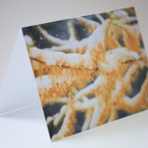 Greeting Card "First Snow on Tamarack Branches"
