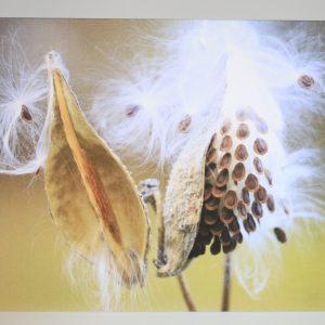 Greeting Cards with Photography by Natalia Rose