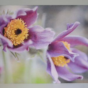 Greeting Card with Photography by Natalia Rose