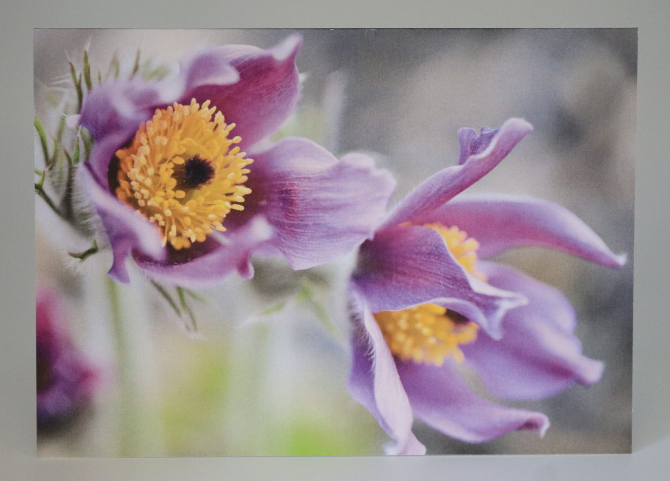Greeting Card with Photography by Natalia Rose