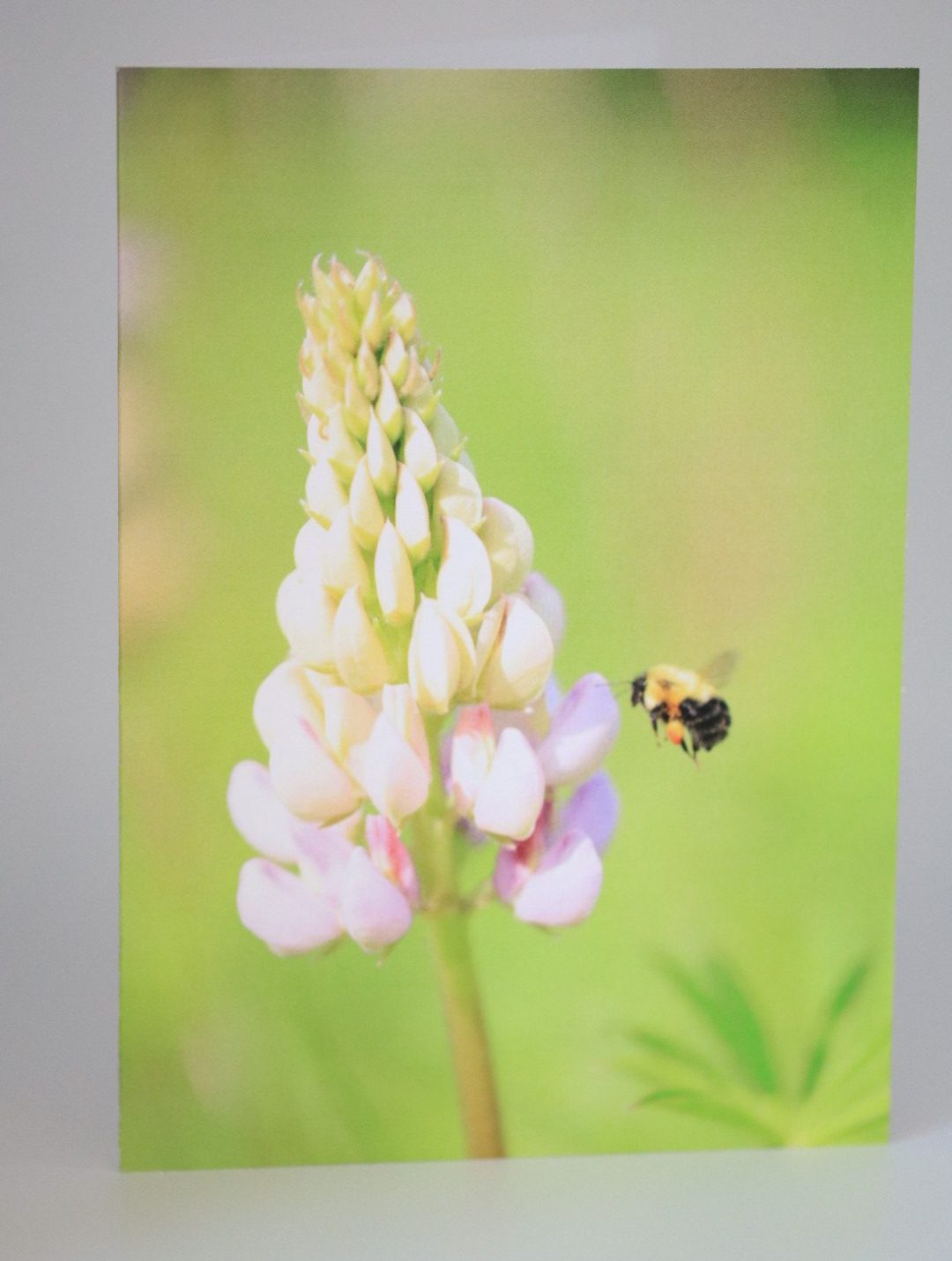 Greeting Cards with Photography by Natalia Rose