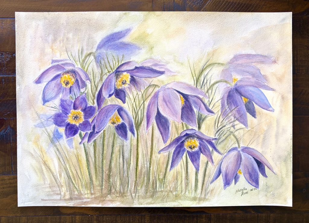 original watercolour - pasque flower anemones